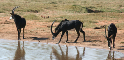sable antelope